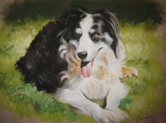 Border collie