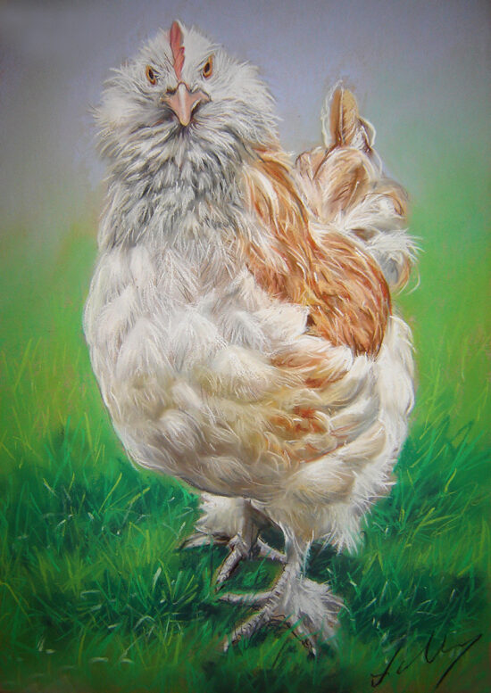 Poule de collection